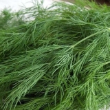 Kibraj kopar: recenzije, fotografije, prinos